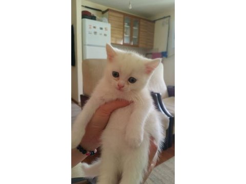 3 erkek ve 1 dişi british shorthair