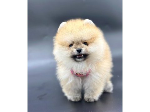 Sevimli pomeranian boo yavrularımız
