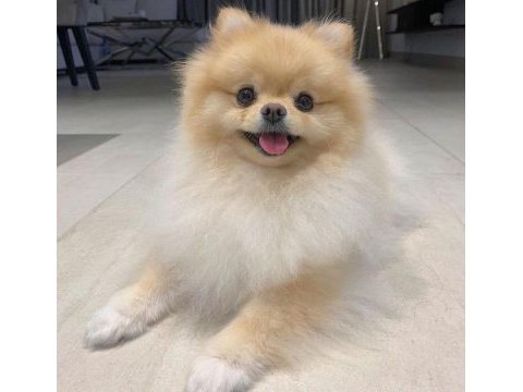 Ayı surat pomeranian yavrularımız