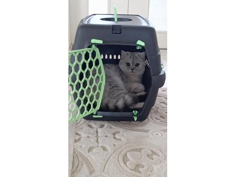 British shorthair kızımız