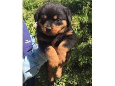Irk ve sağlık garantili rottweiler yavruları
