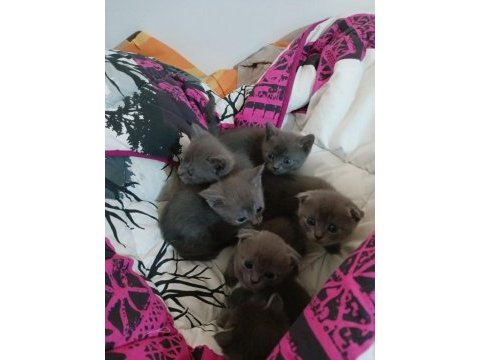 Safkan scottish fold kediler