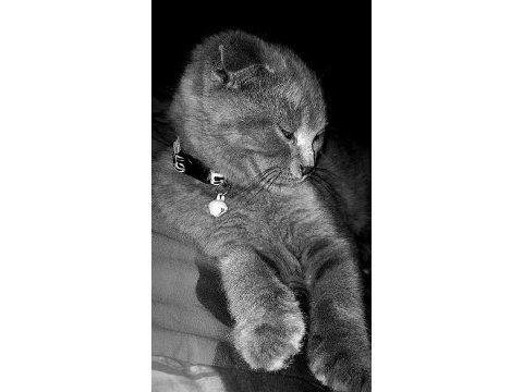British shorthair kral şakir