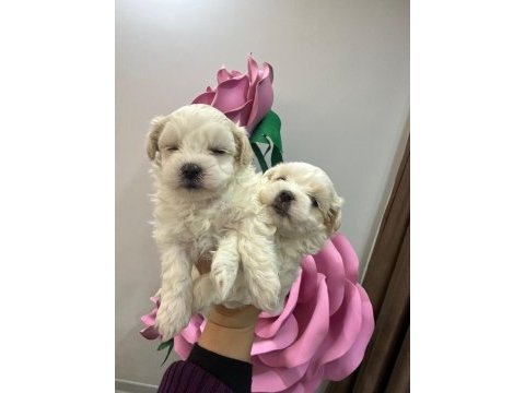 Maltipoo yavrum 55 günlük