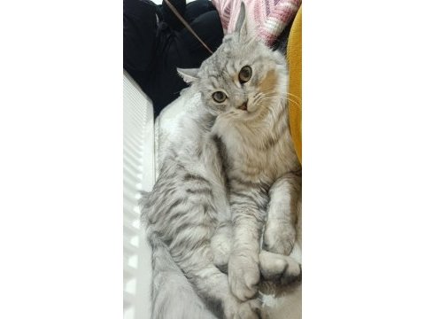 Kedimiz bulut yuva arıyor