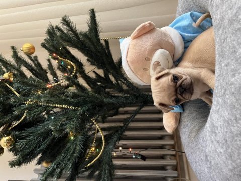 Pug yavru köpeklerim