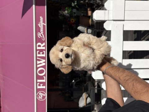 Maltipoo minikler