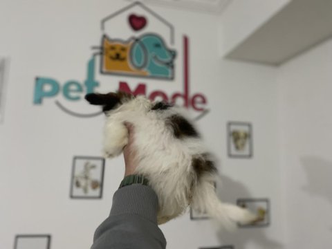 Petmode köpek çiftliğinden  tea cup papillon yavrumuz