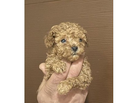Muhteşem poodle bebekleri