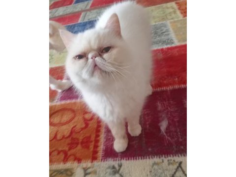 Exotic shorthair beyaz dişi