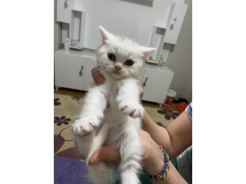 Mavis gözlü akıllı iran chinchilla yavrularım