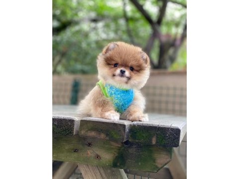 Pomeranian boo yavrum