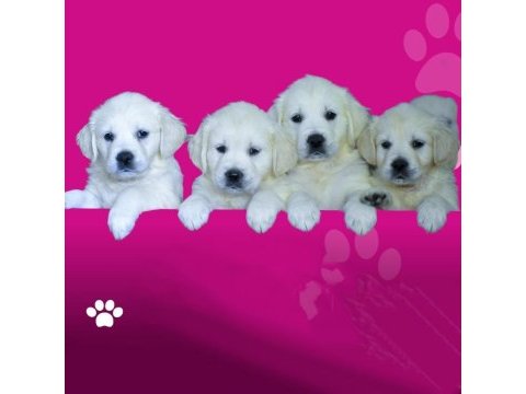 Golden retriever yavruları