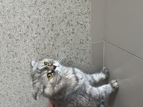 Scottish fold 5 yaş