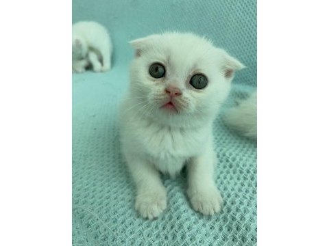 Sütten yeni kesilen scottish fold yavrularım
