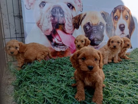 Tüy dökmez maltipoo yavrular harika renkler