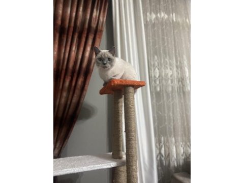 British shorthair şila yeni yuvasını arıyor