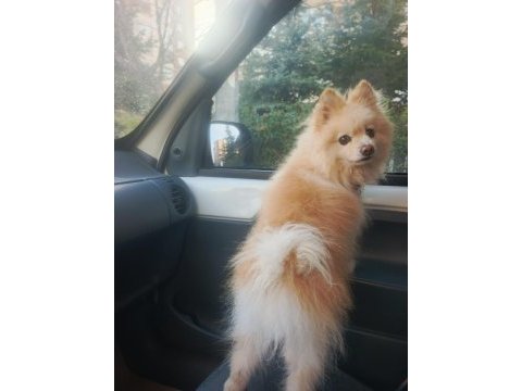 Pomeranian boo köpeğimiz full eğitimli