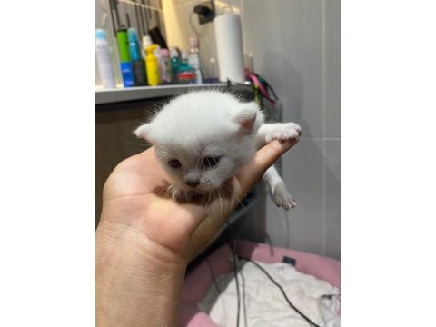 Sevimli british shorthair yavrular sıcak yuvalarını arıyor