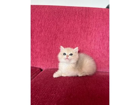 Yakışıklı british shorthair çocuk
