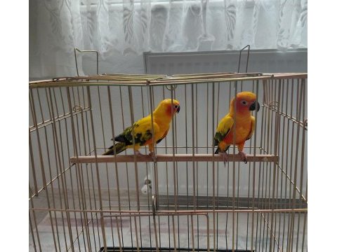 Güneş konur (portakal caique ile takas kabul edilir)