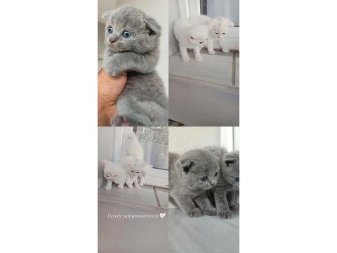 40 günlük british shorthair yavrular