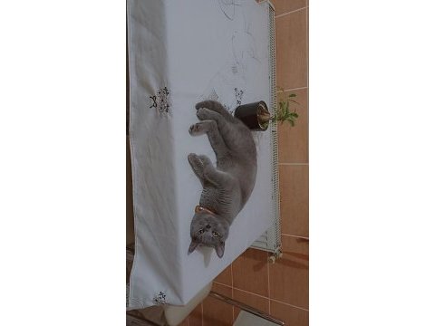 7 aylık british shorthair