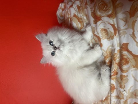 Son erkek yavru british longhair