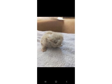 Chinchilla güzellikler burada
