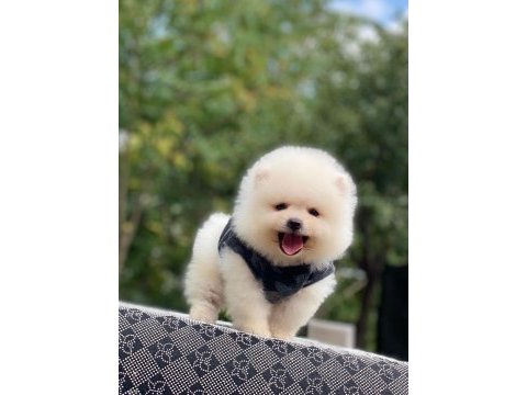 Safkan ayı surat pomeranian boo yavrularım yuva arıyor