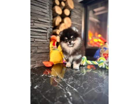 Eşsiz bir pomeranian için bizi aramadan karar vermeyn