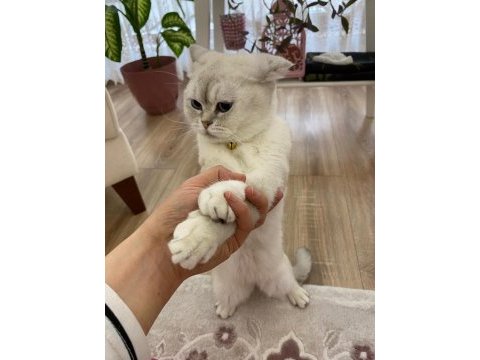 British shorthair fistana yuva arıyoruz