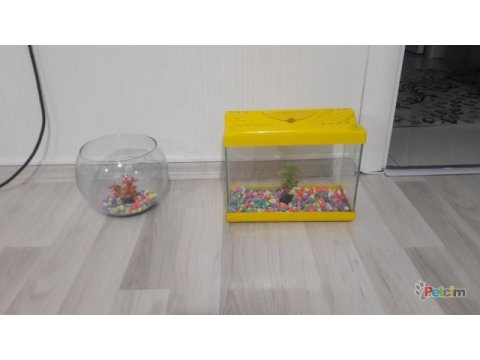 Balıklara taşlı bitkili ve motorlu akvaryum
