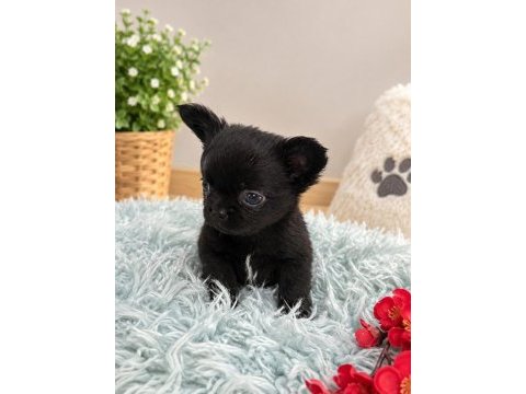 Siyahın en güzel tonu minik chıhuahua köpeğimiz