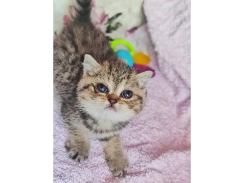 58 günlük tabby renk dişi yavrumuz yeni yuvasına hazır kedim
