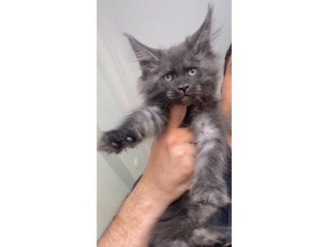 Black smoke xxxl maine coon mükemmel dişi