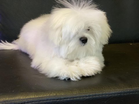 Ankarada tek kore kan maltese yavrumuz