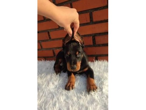 2 aylık isteğe göre estetikli doberman yavrularım
