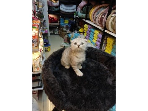 Sağlık ırk garantili scottish fold bebekler