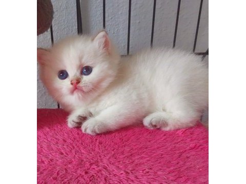 Safkan british shorthair secereli gold
