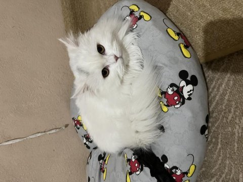 Kedimiz leydiye güzel bakacak bir aile arıyorum