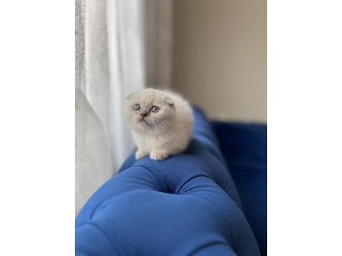 Bebek yüz scottish fold blue point yavrularımız a kalite