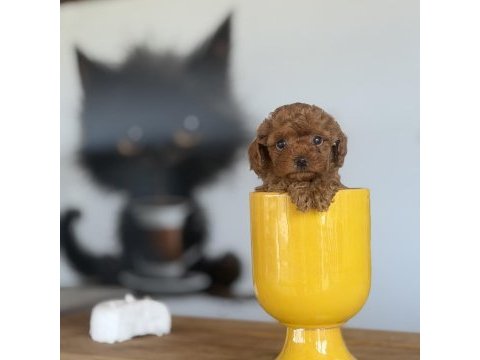 Red brown poodle yavrularımız