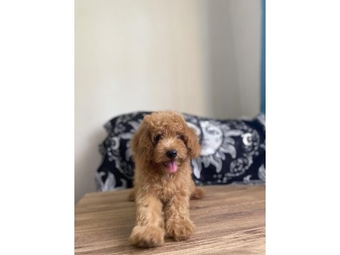 Toy poodle