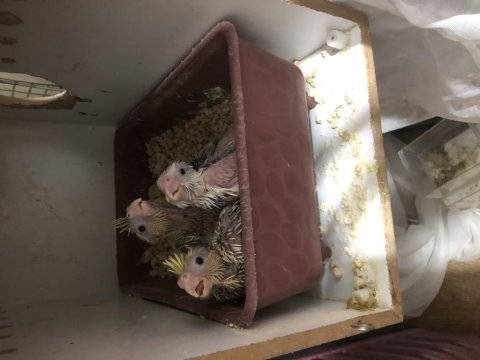 10 günlük pied lutino heavy albino sultan yavrular