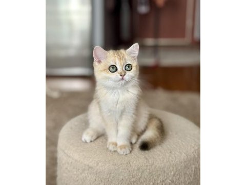 Şecereli british shorthair dişi yavru