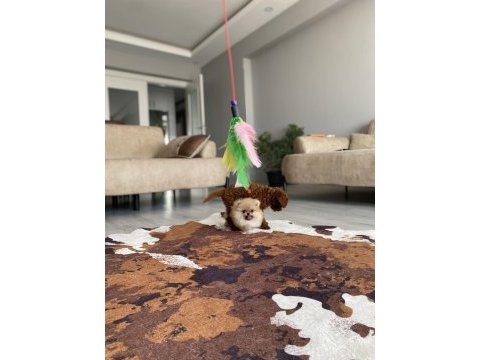 Teddy face mini boy kusursuz güzellikte pomeranian boo