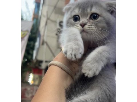 Scottish fold dişi blue golden