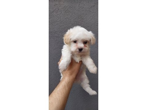 Maltese yavrularımız