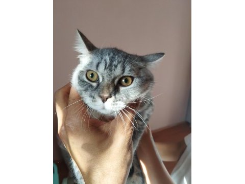 6 aylık british shorthair erkek yavru ilanda